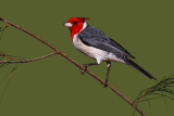 Red-crested Cardinal 