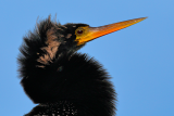 Anhinga