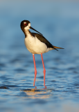 Hawaiian Black-necked Stilt