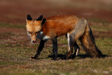 Red Fox