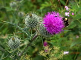 The Scottish Thistle