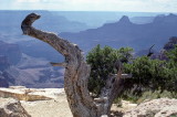 On the South Rim