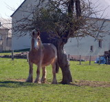 Auto-Pédestre Berlé