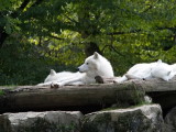 Sleepy white wolves