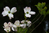 Dogwood Cropped-8055.jpg