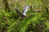 WC_Heron1_1MAY2020-2722.jpg