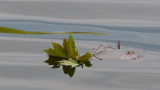 LeafLumsPond-2562.jpg