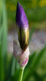 Iris less over the top-8094.jpg