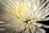 Stack1Flower_2048_on_the_long_side-.jpg