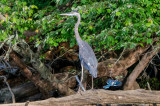 Turners Creek Heron and Friend-2871.jpg