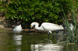 WhiteBird 29JUNE2020-2936.jpg