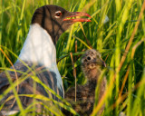 Gull and Chick 29JUNE2020-3012.jpg
