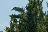 Bird In Cedar 29JUNE2020-2917.jpg