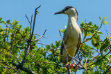 Bird In Different Tree 29JUNE2020-2924.jpg