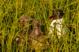 Couple of Chicks 29JUNE2020-2998.jpg