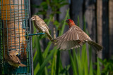 At The Feeder Again-0261.jpg