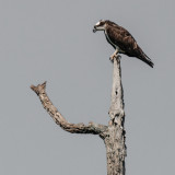 Osprey On A Stick Desaturated BlueandYellow-2811.jpg