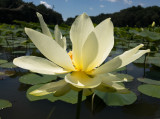 LotusTimeThree12July2020-9668.jpg