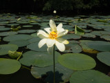 LotusTime12July2020-9653.jpg