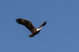 SusqStatePrkEagleOnTheWing-1390.jpg