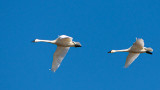 TurnersCreek2SwansFlying14JAN2021-3549.jpg