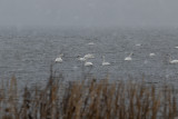 EasternNeckThisMorning3-2031.jpg
