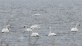 EasternNeckSwans-2031.jpg