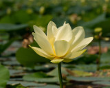 Lotus 2 Typical-3967.jpg