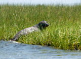 Seal2-3879.jpg