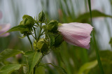 Hibiscus and buds-4052.jpg