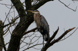 Mariners Point Heron In Tree_1-4171.jpg