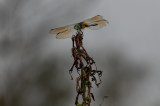 Mariners Point Dragon Fly_1-4187.jpg