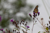 Mariners Point Butterfly_2-4182.jpg