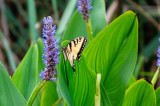 Mariners Point Butterfly_3-4141.jpg