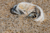CrabWithShellome-4267.jpg