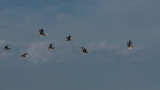 7 pelicans on the wing-4543.jpg