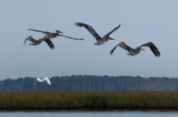 Pelicans + Egret-4523.jpg