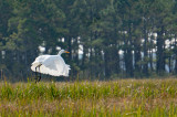 Taking Flight 2-4421.jpg