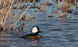 Hooded Merganser image sizing?-3168.jpg
