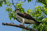 Osprey 10June2022-4914.jpg