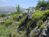 Karst vegetation