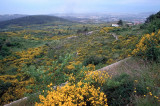 blooming landscape,near Split