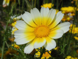 Flower,macroshot