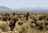 Joshua Tree NP2,USA