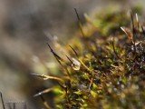 Goutte sur mousses_Water drop on mosses