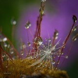 Drops on dandelion seed