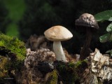 Couple de champignon_Mushroom couple
