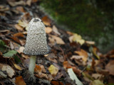 Champignon dautomne_Autumn mushroom