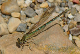 dragonflies_and_damselflies_