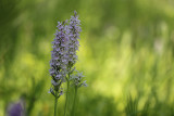 Gevlekte Orchis